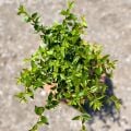 Bodur Yeşil Güzellik Çalısı Abelia Grandiflora Nana
