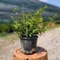 Bodur Yeşil Güzellik Çalısı Abelia Grandiflora Nana