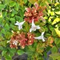 Bodur Yeşil Güzellik Çalısı Abelia Grandiflora Nana