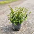 Bodur Yeşil Güzellik Çalısı Abelia Grandiflora Nana