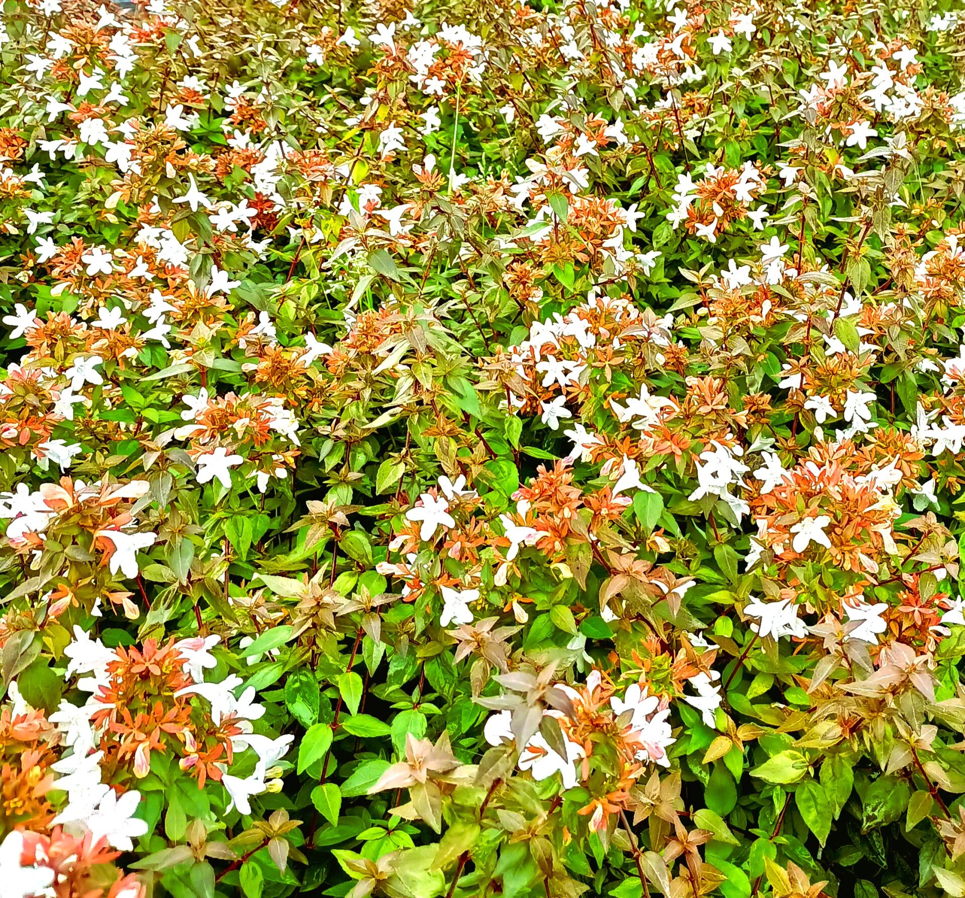 Bodur Yeşil Güzellik Çalısı Abelia Grandiflora Nana