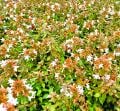 Bodur Yeşil Güzellik Çalısı Abelia Grandiflora Nana
