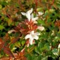 Bodur Yeşil Güzellik Çalısı Abelia Grandiflora Nana