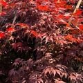 Acer Phalmatum Kırmızı Japon Akçaağaç