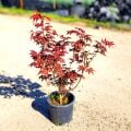 Acer Phalmatum Kırmızı Japon Akçaağaç