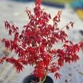 Acer Phalmatum Kırmızı Japon Akçaağaç