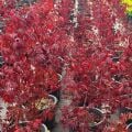Acer Phalmatum Kırmızı Japon Akçaağaç