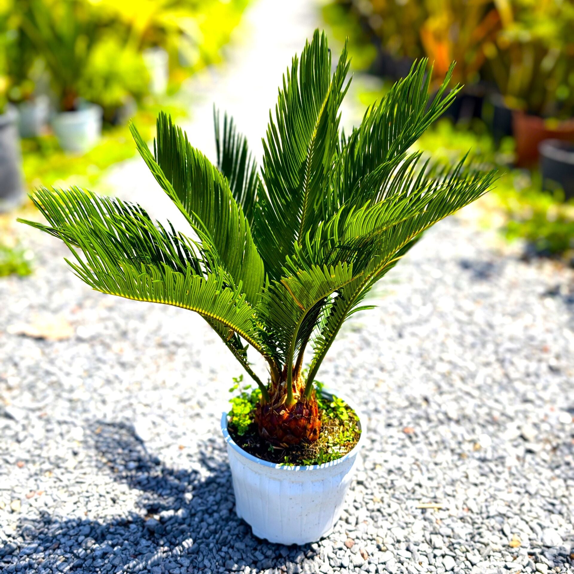 Cycas Japon Sago Palmiyesi