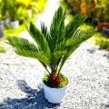 Cycas Japon Sago Palmiyesi