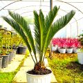 Cycas Japon Sago Palmiyesi