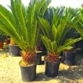 Cycas Japon Sago Palmiyesi