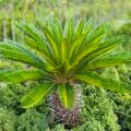 Cycas Japon Sago Palmiyesi