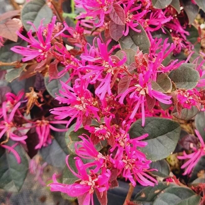 Loropetalum Pembe Rüya Çiçeği