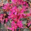 Loropetalum Pembe Rüya Çiçeği