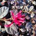 Loropetalum Pembe Rüya Çiçeği