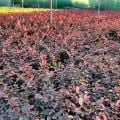 Loropetalum Pembe Rüya Çiçeği