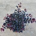 Loropetalum Pembe Rüya Çiçeği