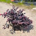 Loropetalum Pembe Rüya Çiçeği