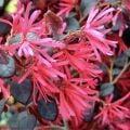 Loropetalum Pembe Rüya Çiçeği