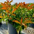 Photinia Red Robin Alev