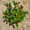 Photinia Red Robin Alev