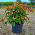 Photinia Red Robin Alev