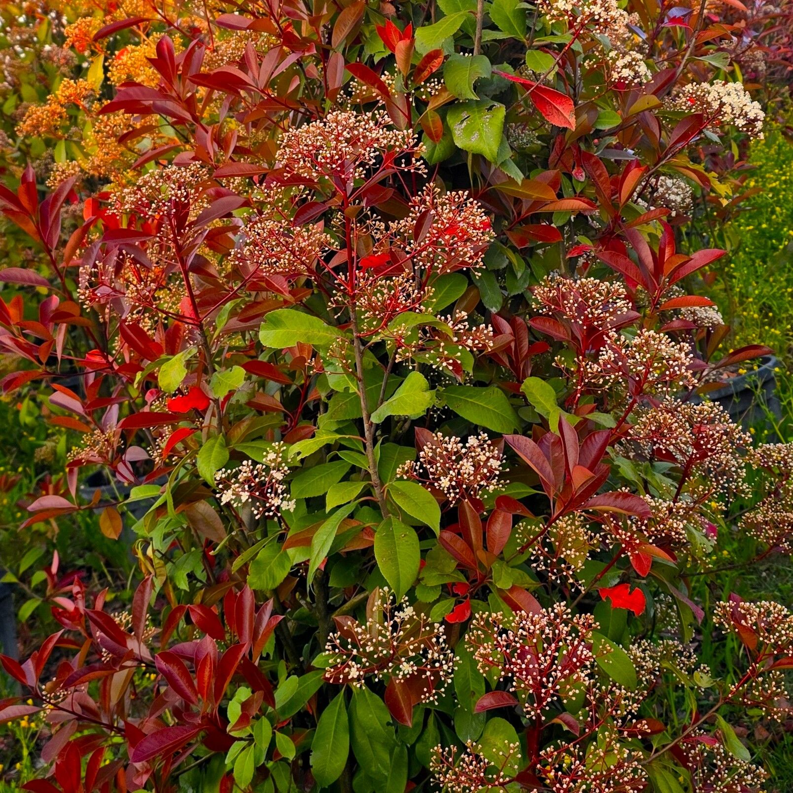 Photinia Red Robin Alev