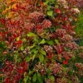 Photinia Red Robin Alev