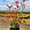 Photinia Red Robin Alev