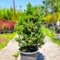 Picea Glauca Conica Konik Ladin