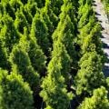 Picea Glauca Conica Konik Ladin
