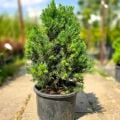Picea Glauca Conica Konik Ladin
