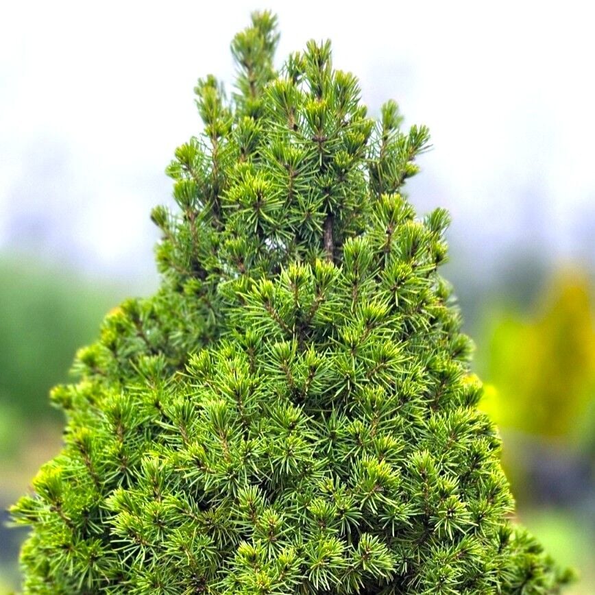 Picea Glauca Conica Konik Ladin