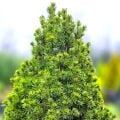 Picea Glauca Conica Konik Ladin