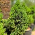 Picea Glauca Conica Konik Ladin