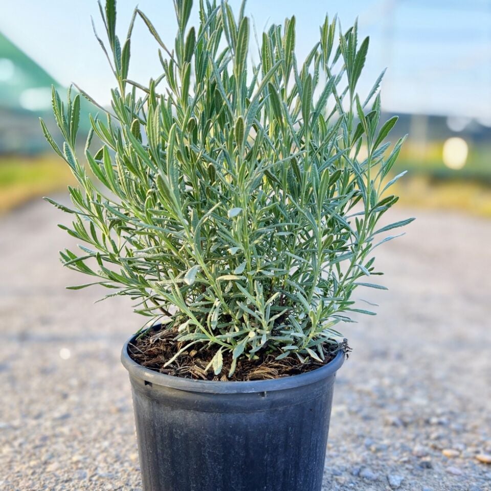 Lavandula Lavanta