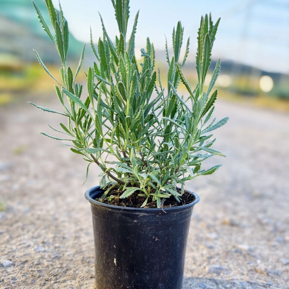 Lavandula Lavanta