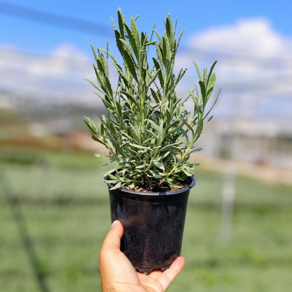 Lavandula Lavanta