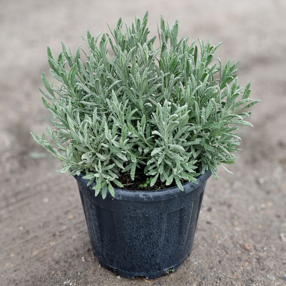 Lavandula Lavanta