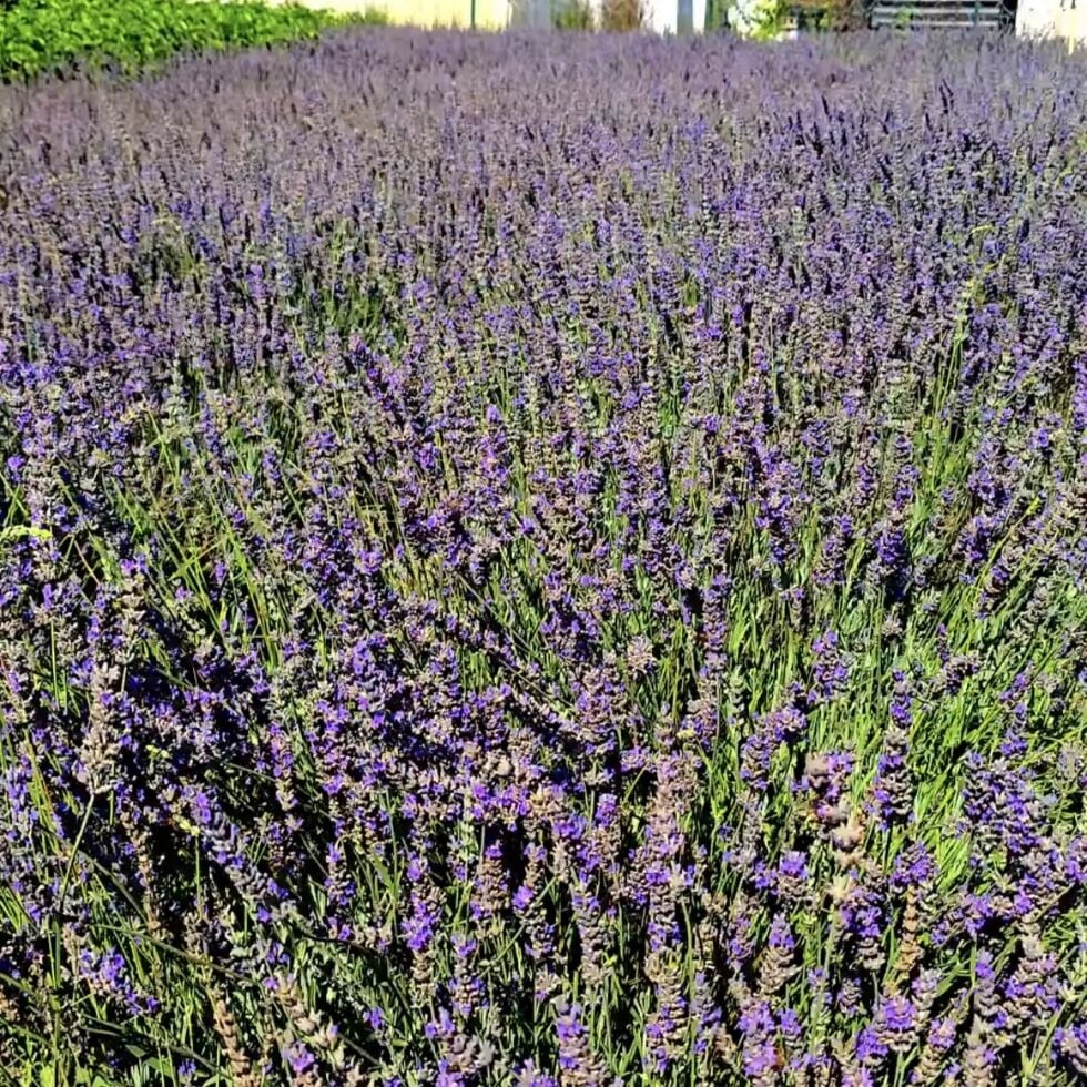 Lavandula Lavanta